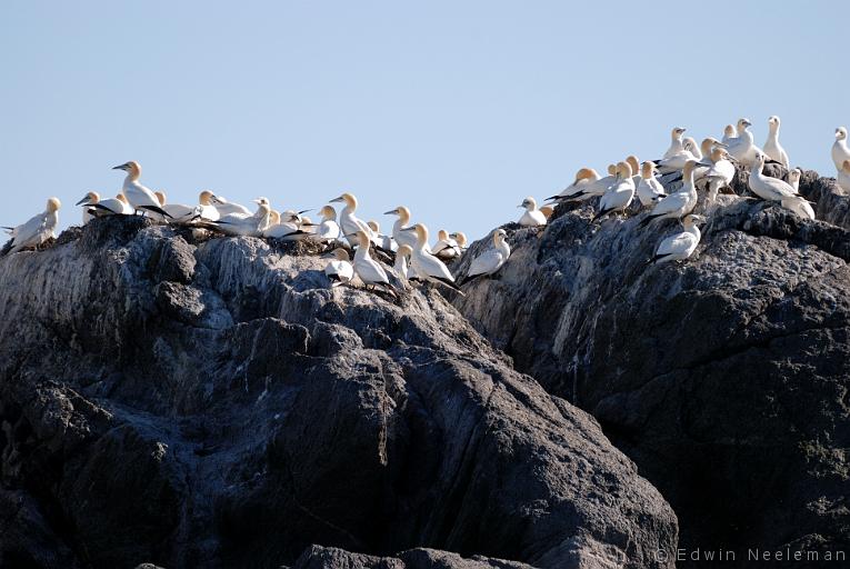 ENE-20090430-0156.jpg - [nl] Jan-van-genten ( Morus bassanus ) | Lofoten, Noorwegen[en] Northern Gannets ( Morus bassanus ) | Lofoten, Norway